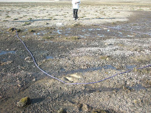 mathissondallen_july_ab 172.jpg - Le long de chaque transect, des stations de 8m x 8m sont délimitées tous les 100 mètres ...